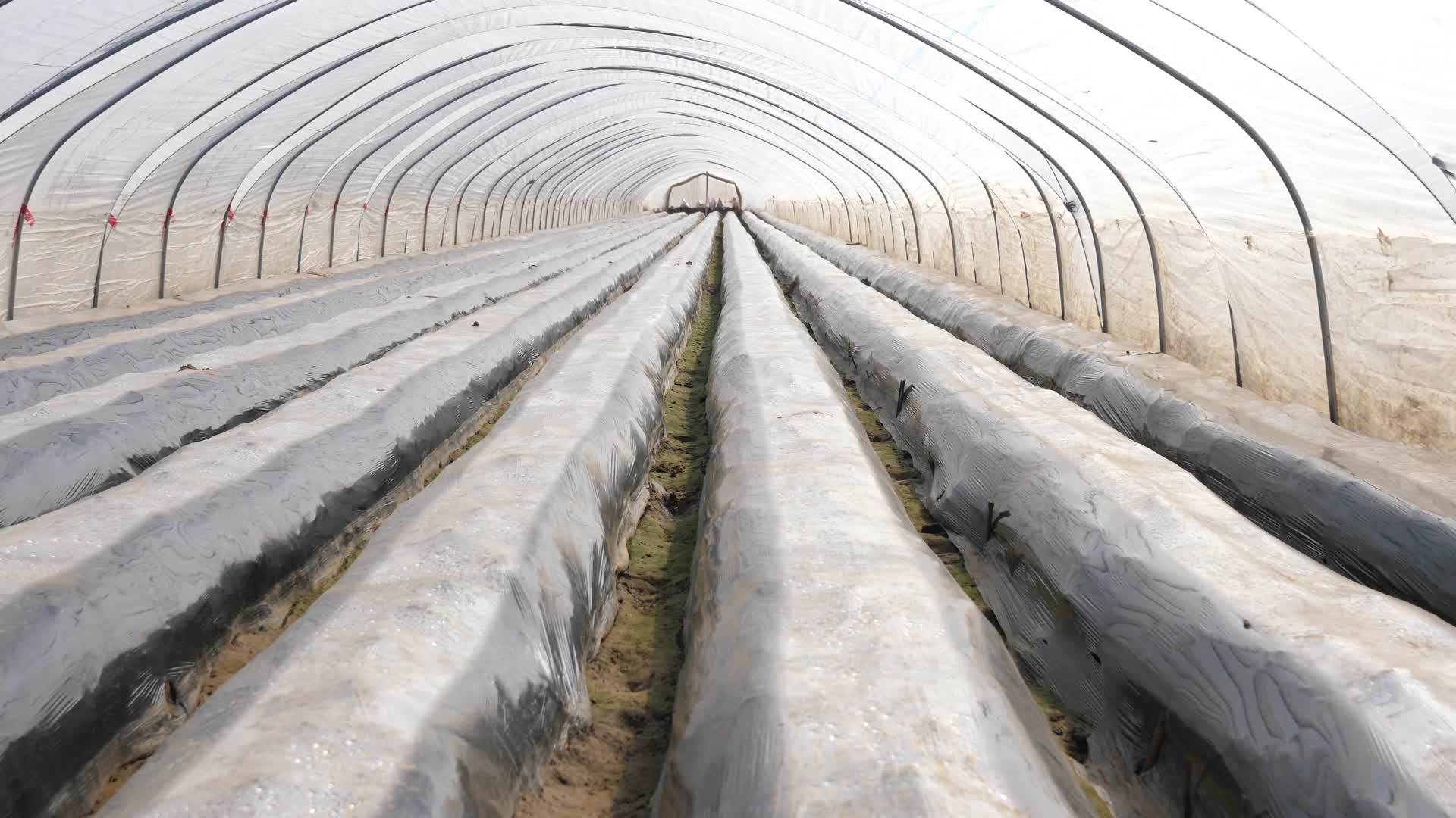 大棚种植农业种植土豆苗马铃薯地蛋视频的预览图