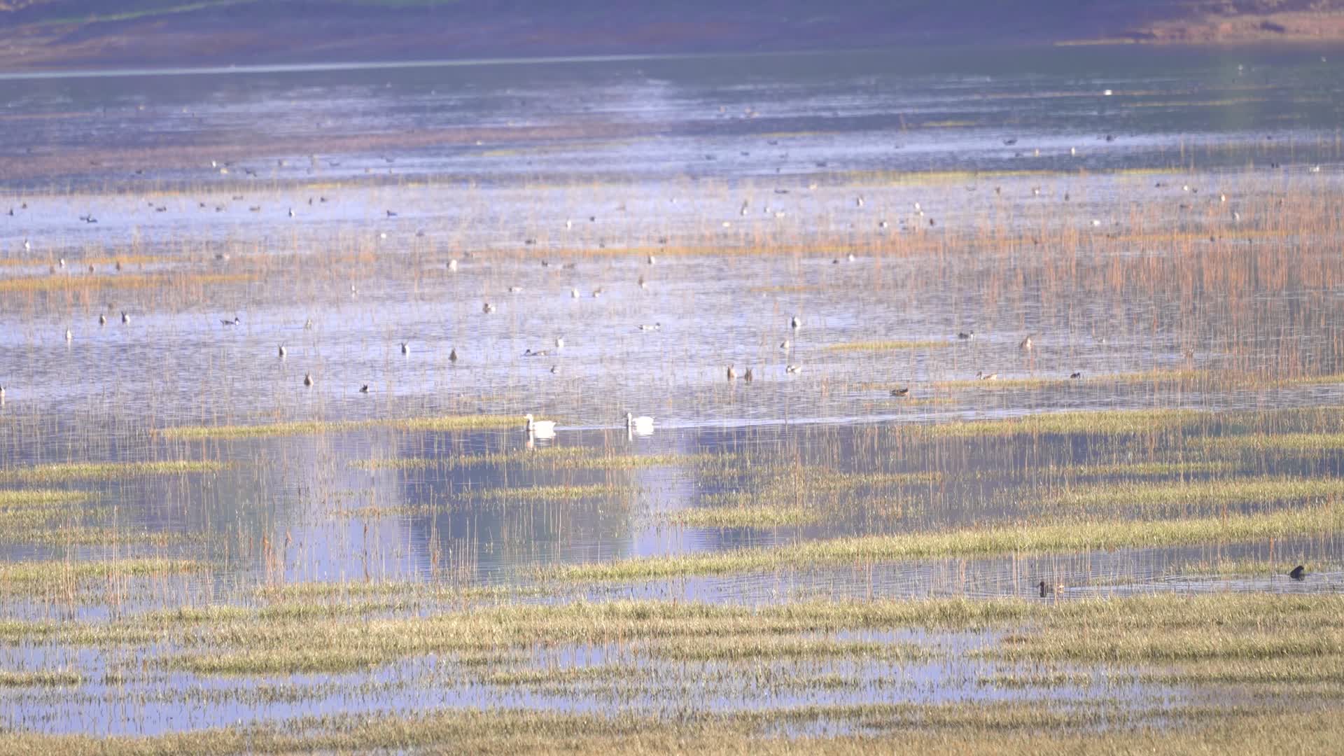 4K拍摄云南念湖斑头雁视频的预览图