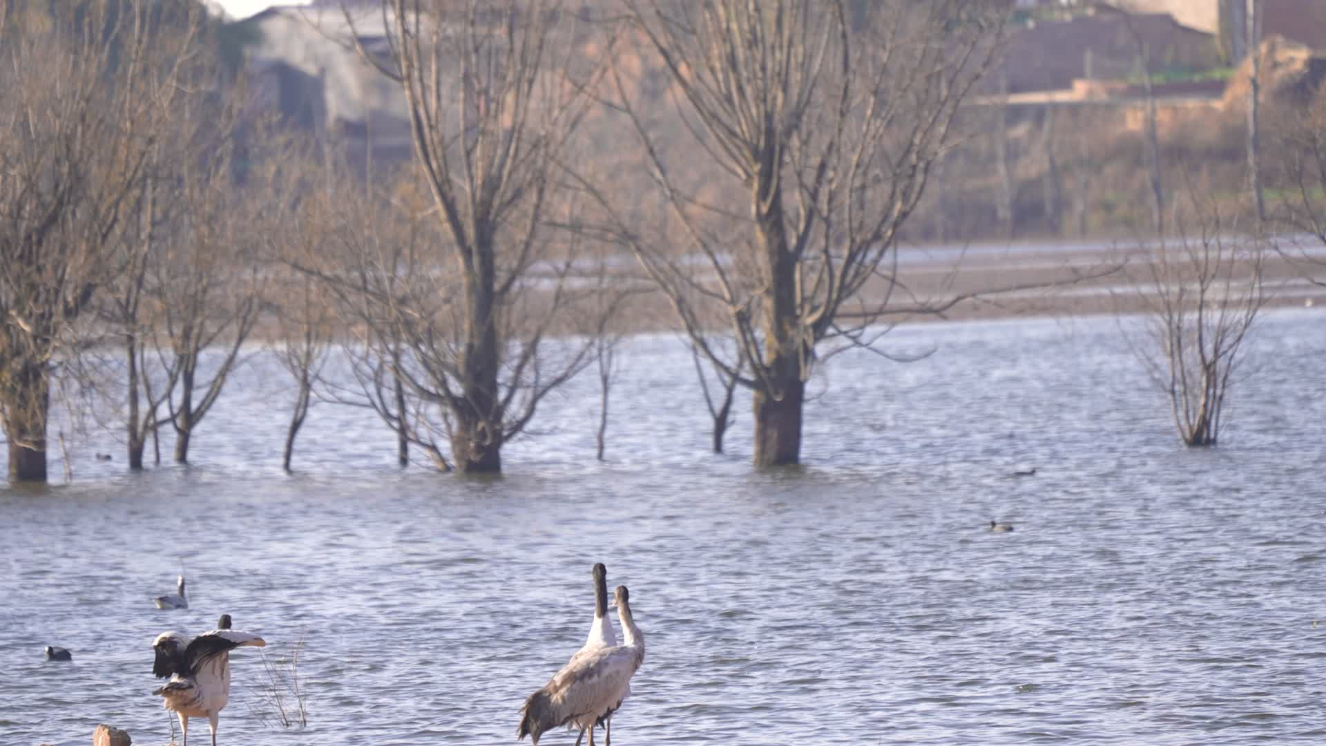 4K拍摄云南念湖黑颈鹤起飞视频的预览图