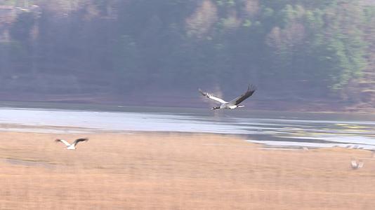 4K拍摄云南念湖黑颈鹤飞翔视频的预览图