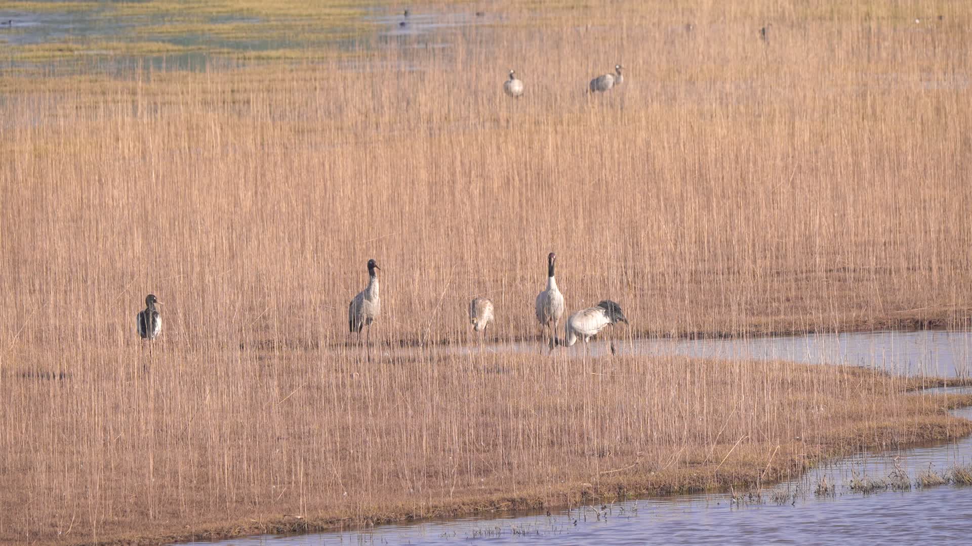 4K拍摄云南念湖边的黑颈鹤视频的预览图