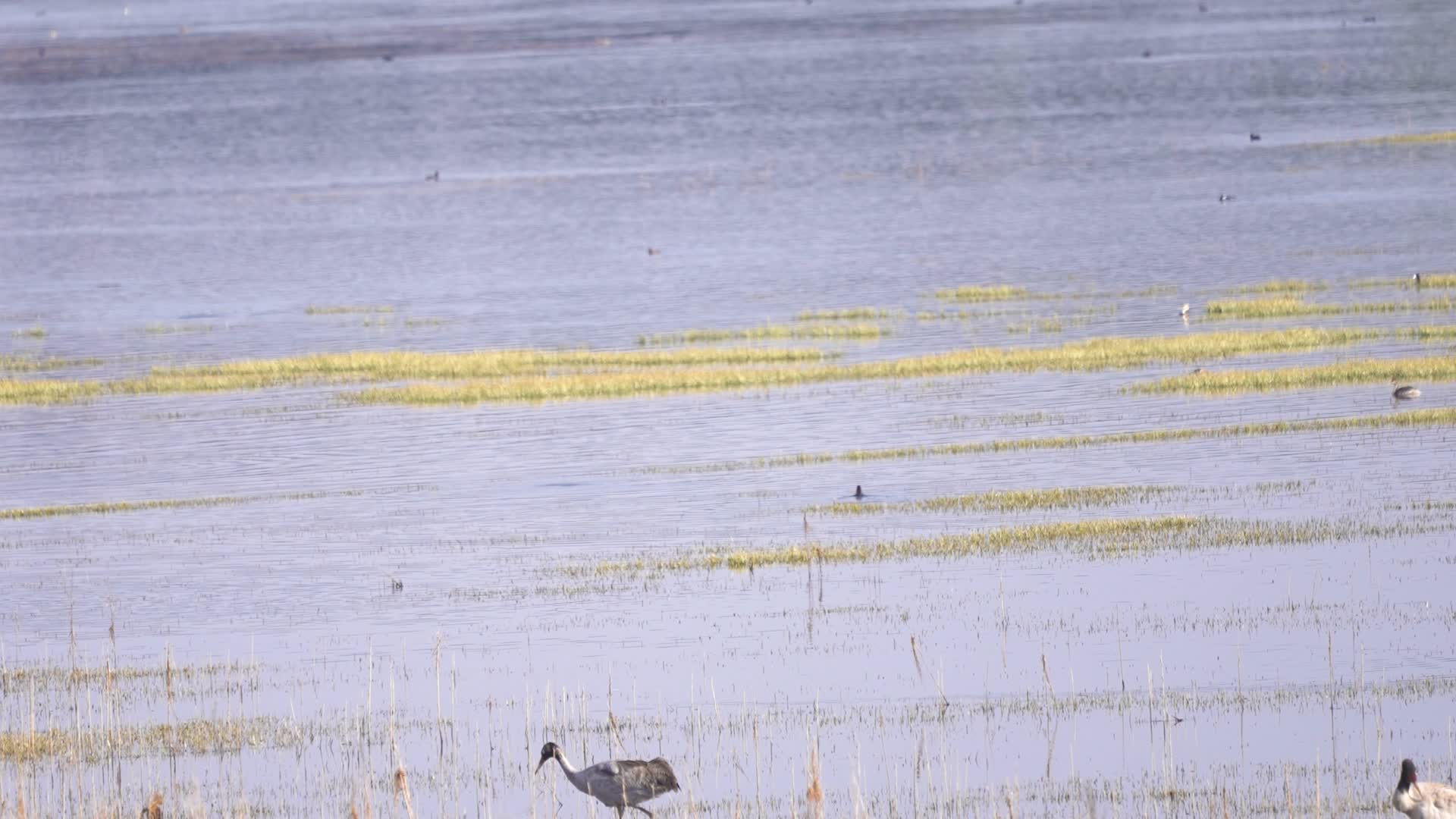 4K拍摄云南念湖岸边的黑颈鹤视频的预览图