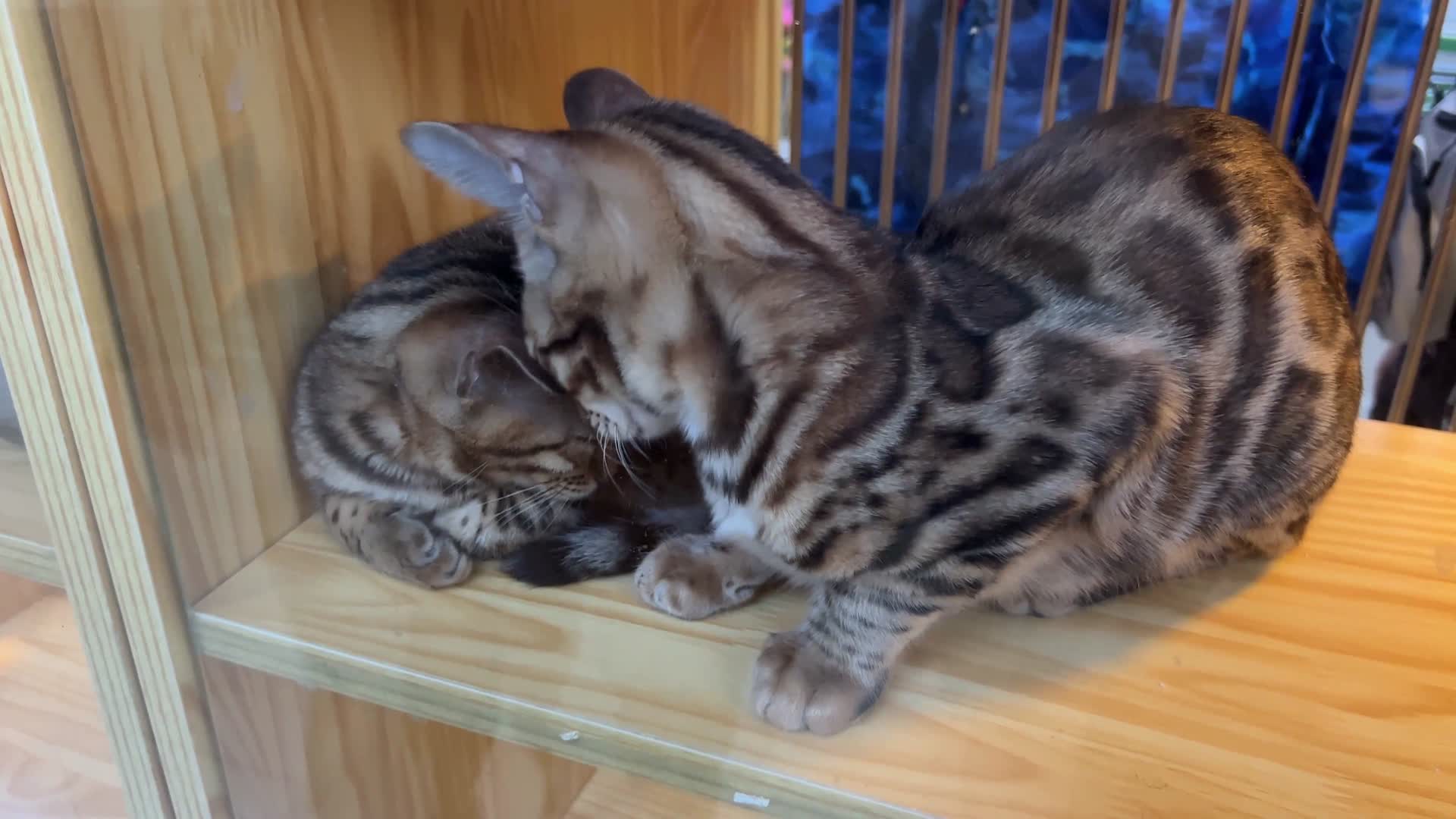 宠物店猫咖撸猫卖猫品种猫豹猫金渐层美短猫咪视频的预览图