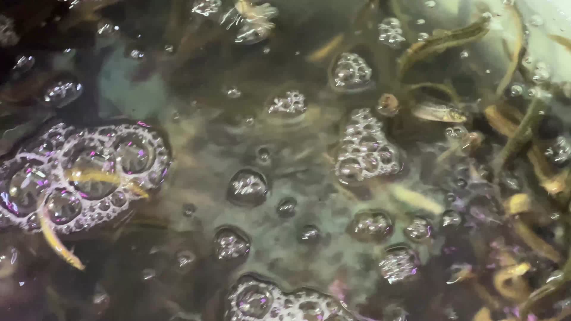 宠物市场花鸟市场宠物龟宠物蜗牛泥鳅饲料视频的预览图
