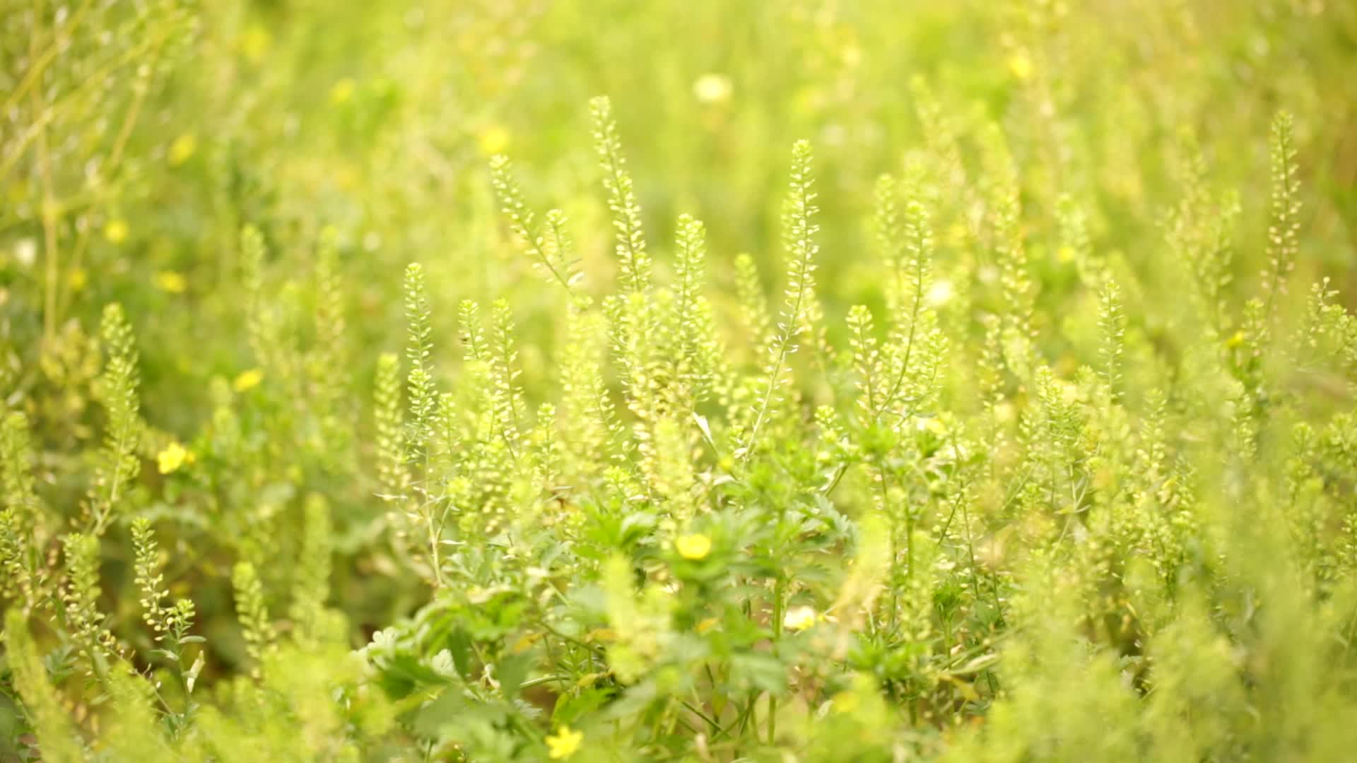 春天田野里的黄色小花野花视频的预览图
