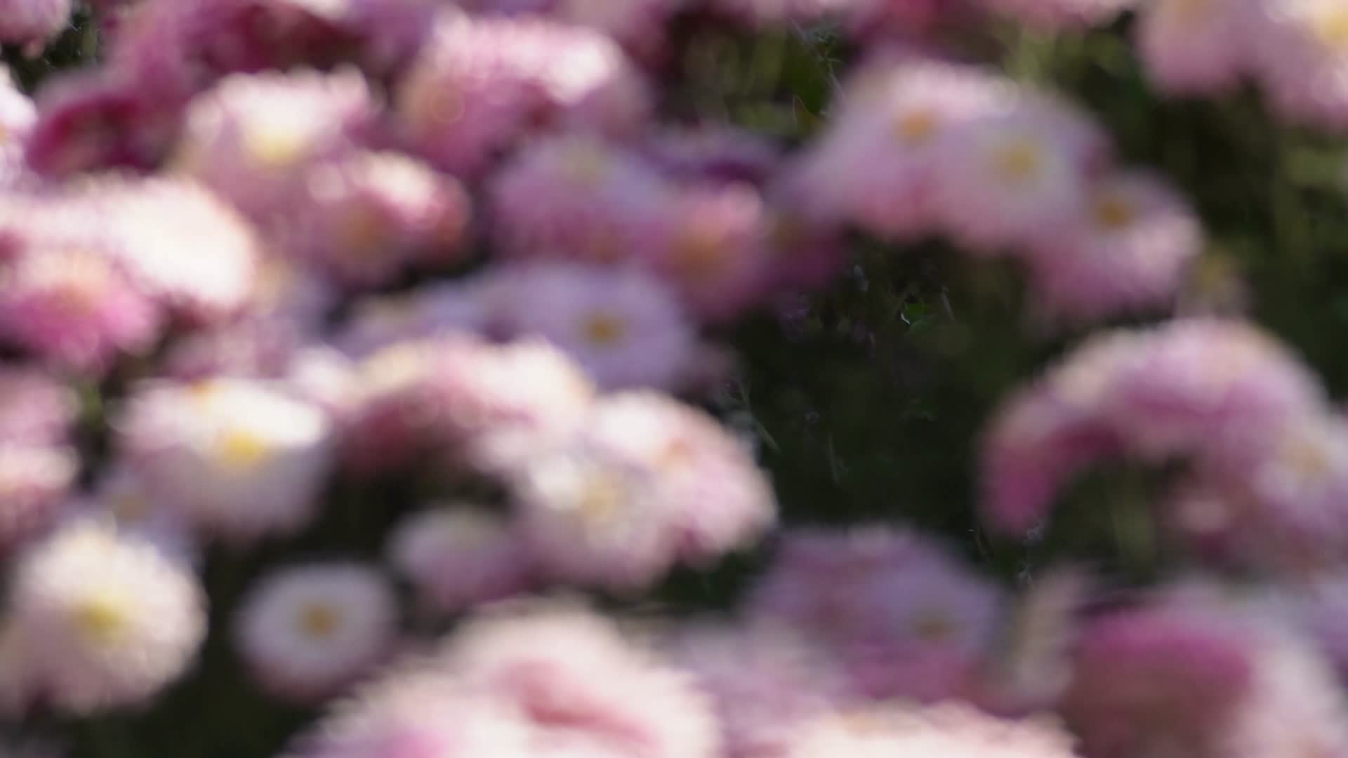 雏菊菊花花海花坛草坪花丛视频的预览图