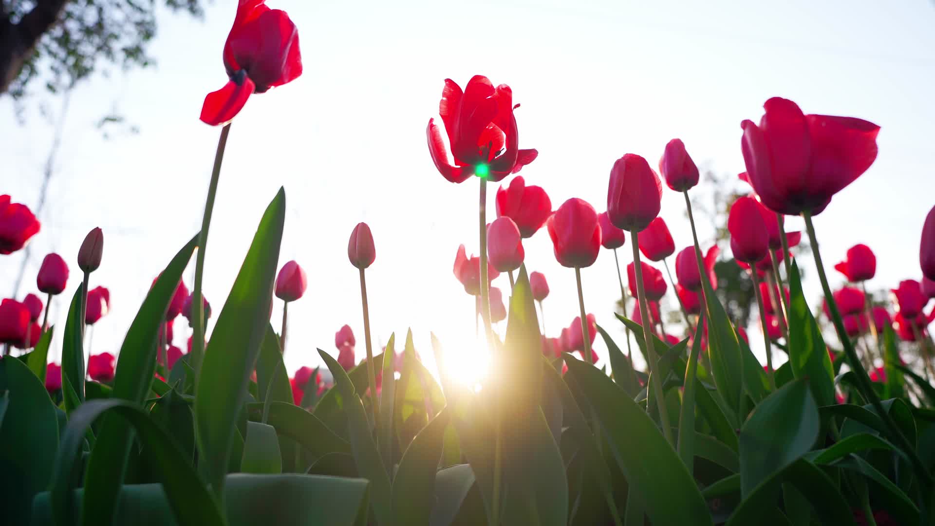 夕阳下的郁金香视频的预览图