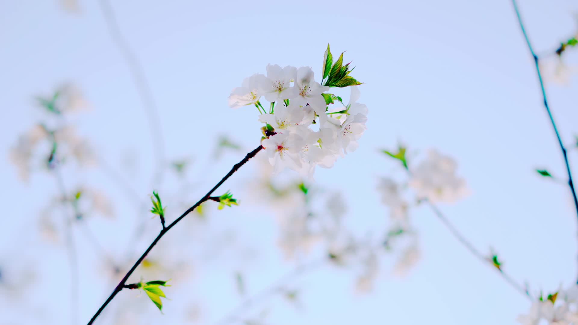 一支盛开的樱花视频的预览图