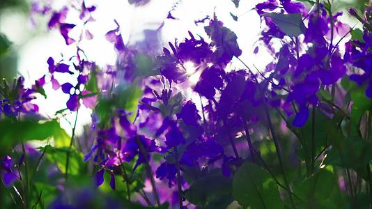 一片紫色的鲜花视频的预览图