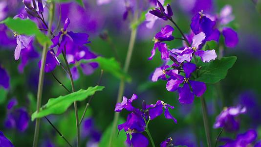 一片紫色的鲜花视频的预览图