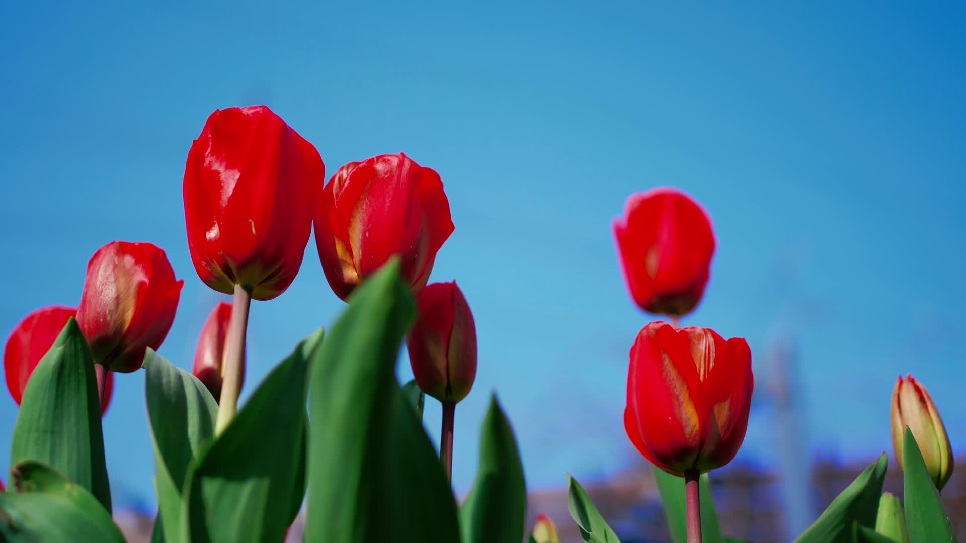鲜红色的郁金香视频的预览图