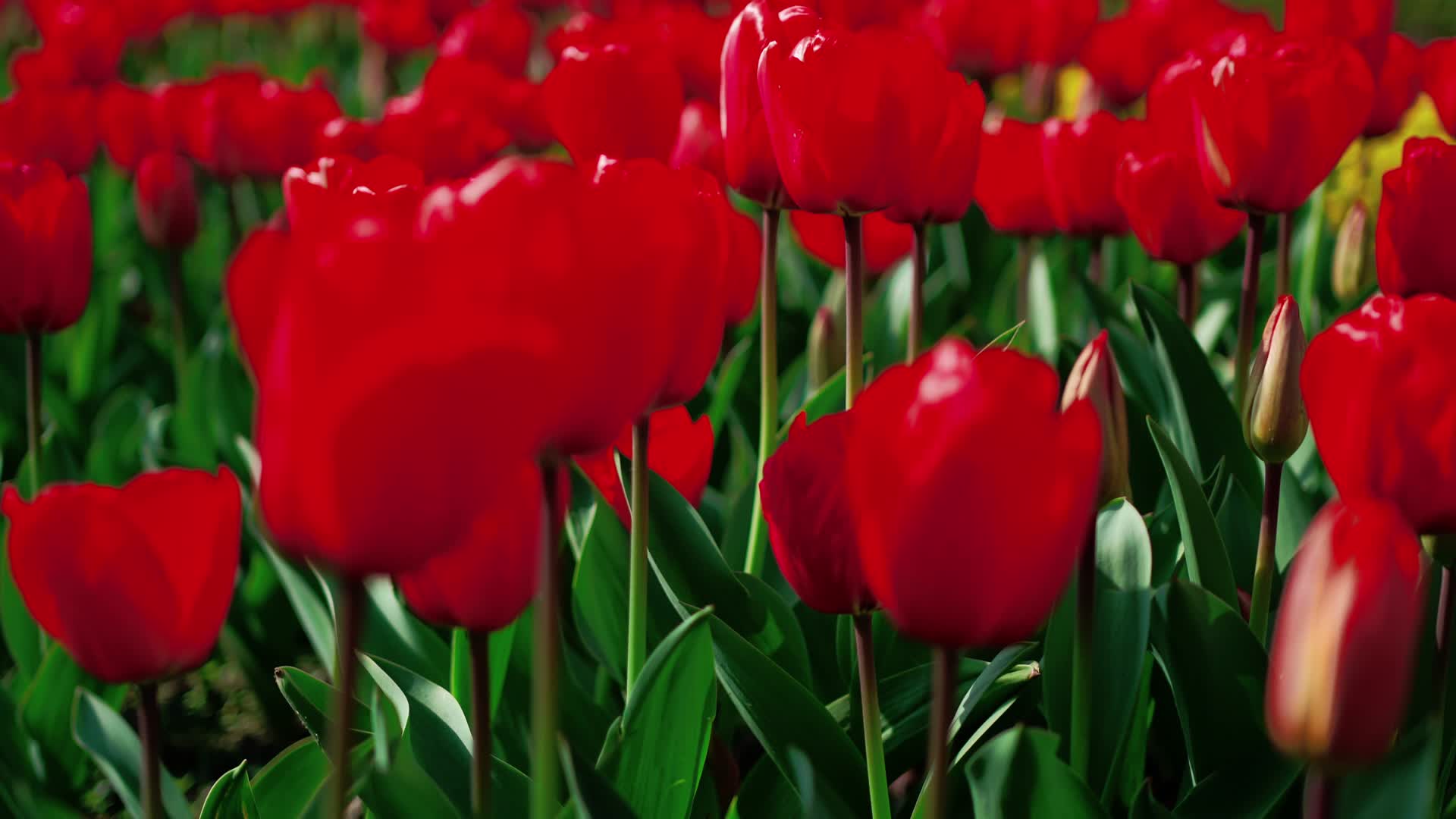 红色的郁金香视频的预览图