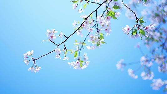 春天时节的樱花视频的预览图