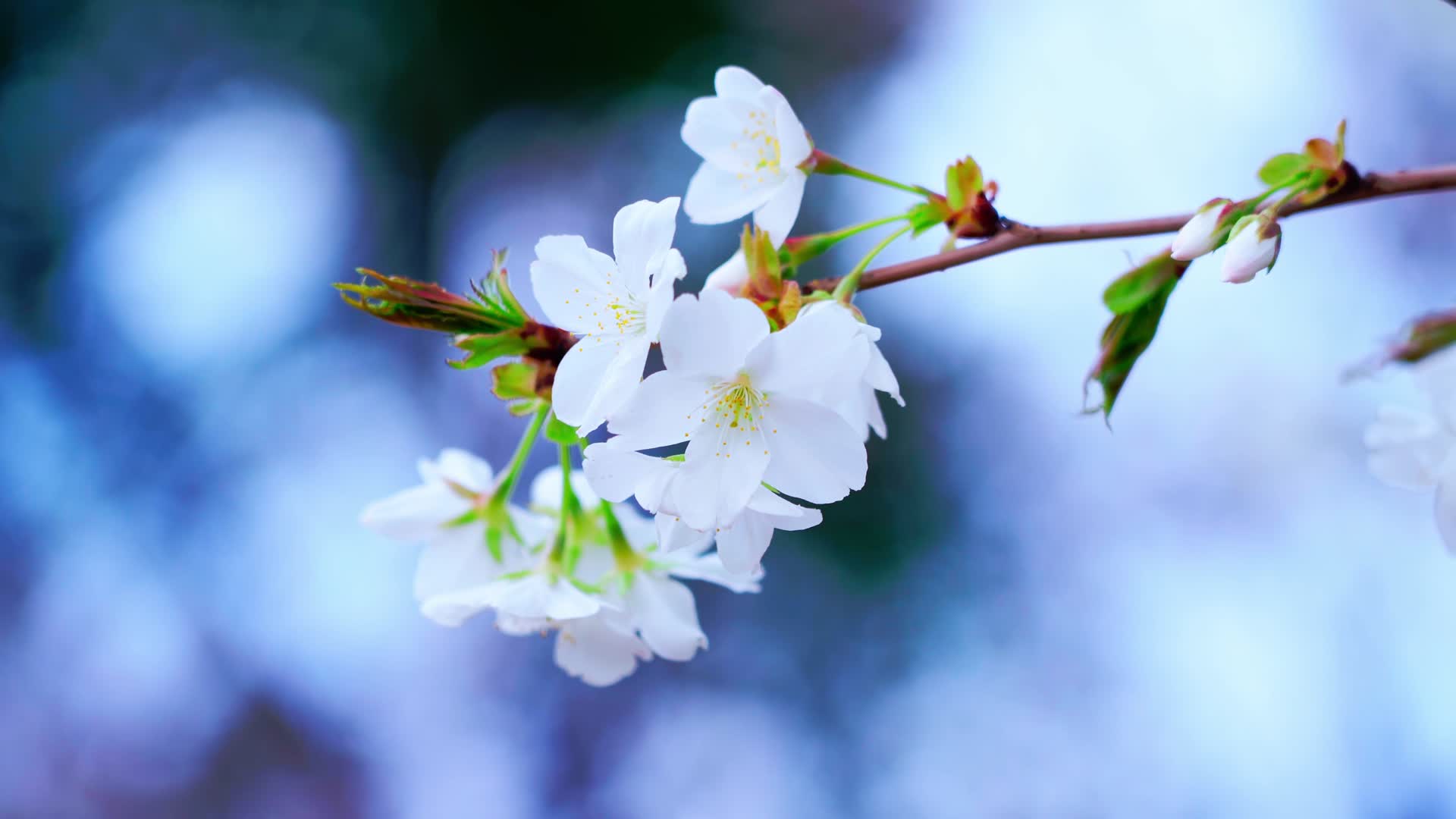 春天时节的樱花视频的预览图