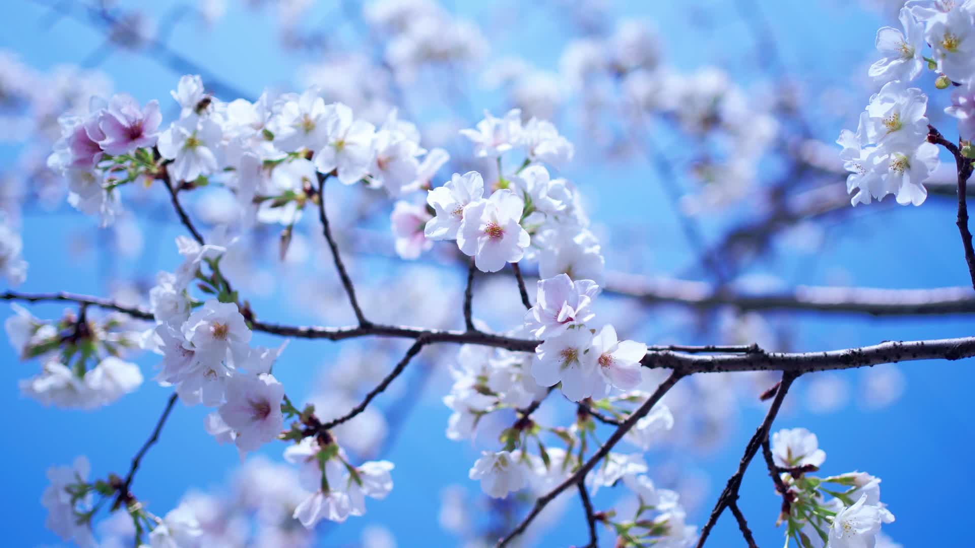 盛开的樱花视频的预览图
