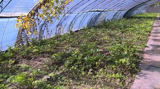 大棚种植蔬菜绿叶菜农民菜农菜篮子工程视频的预览图