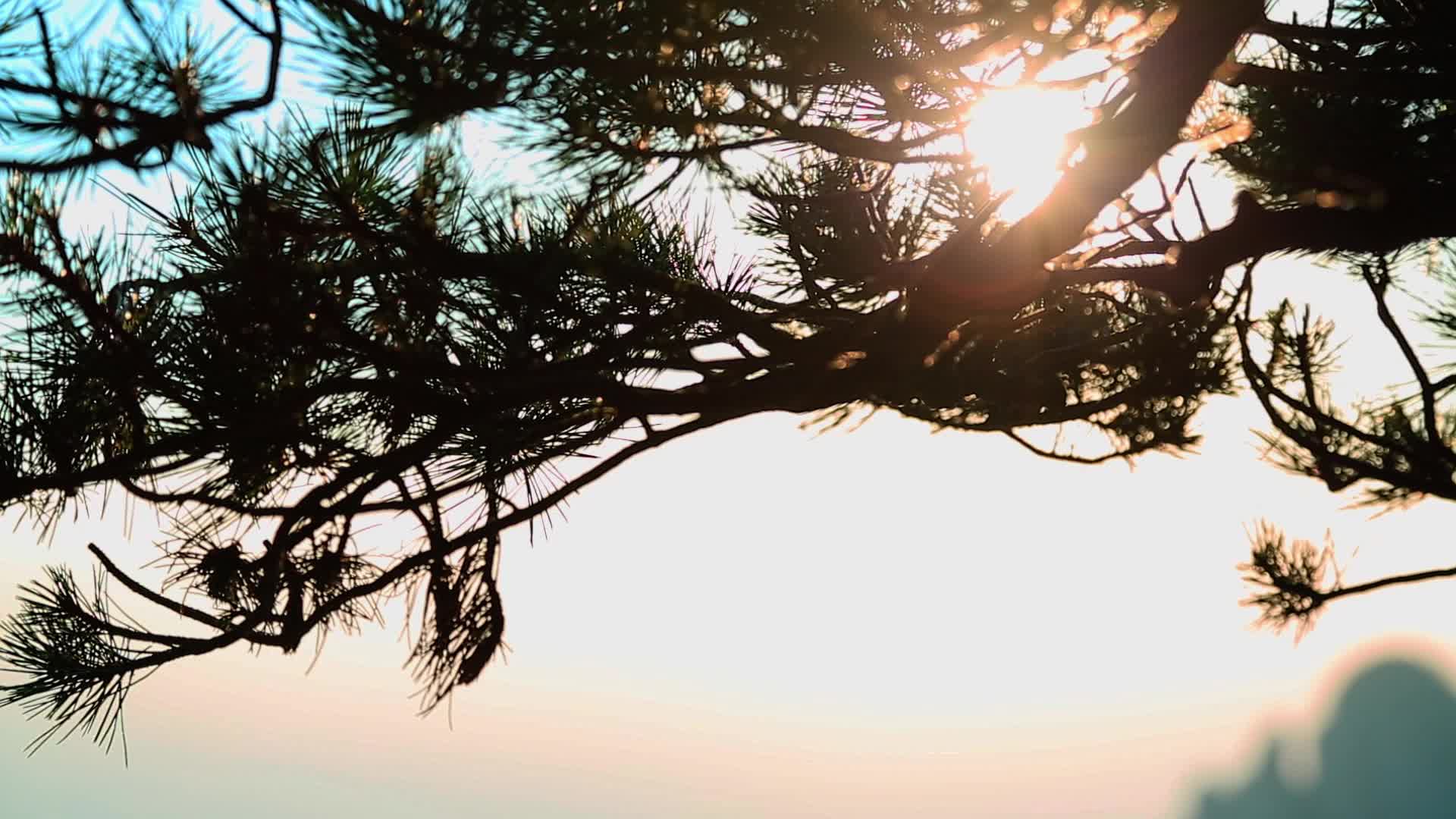 夕阳下的黄山松树视频的预览图