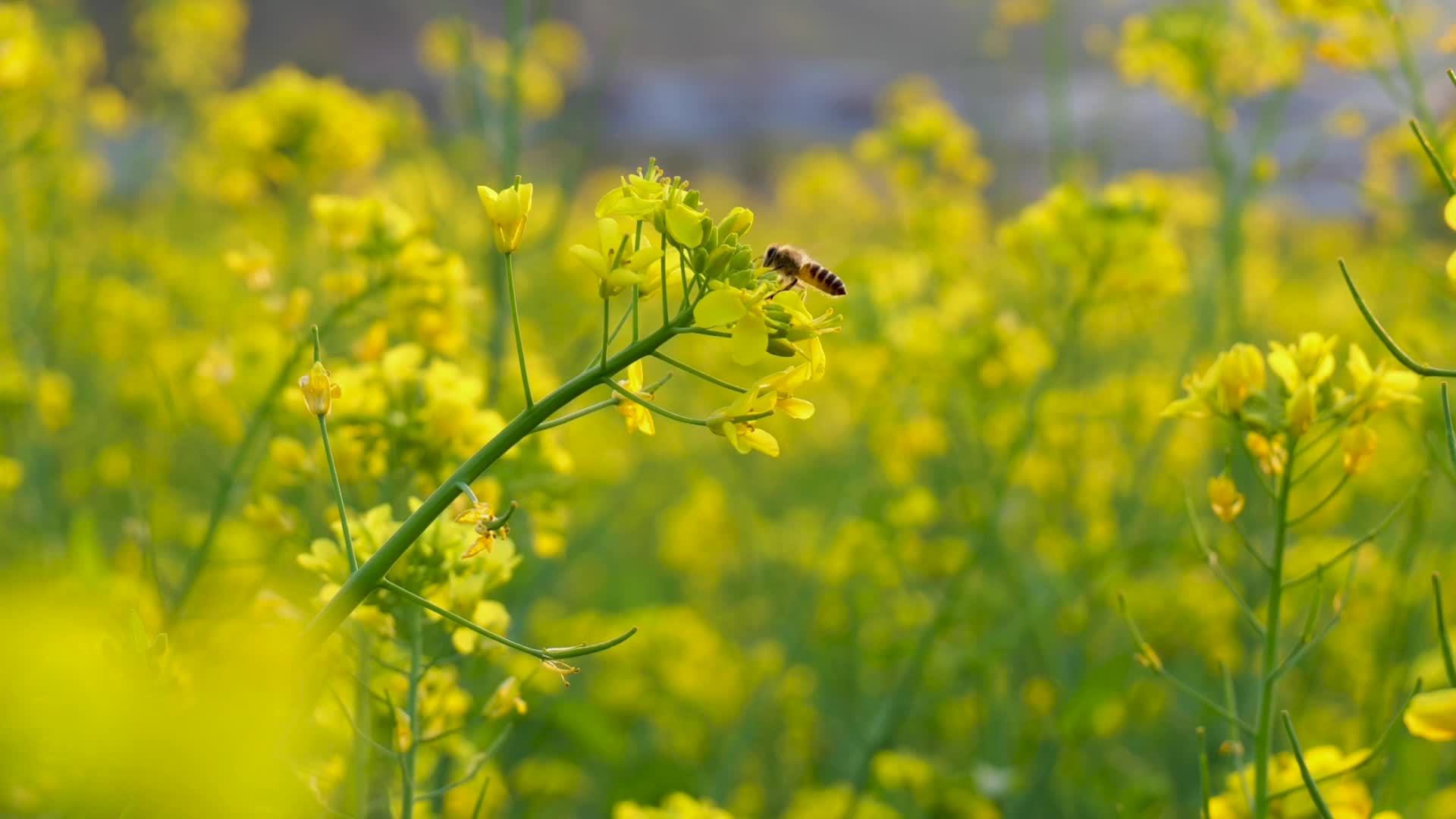 菜花蜜蜂蜜蜂蜜蜂菜花昆虫野油蜂蜜蜂视频的预览图