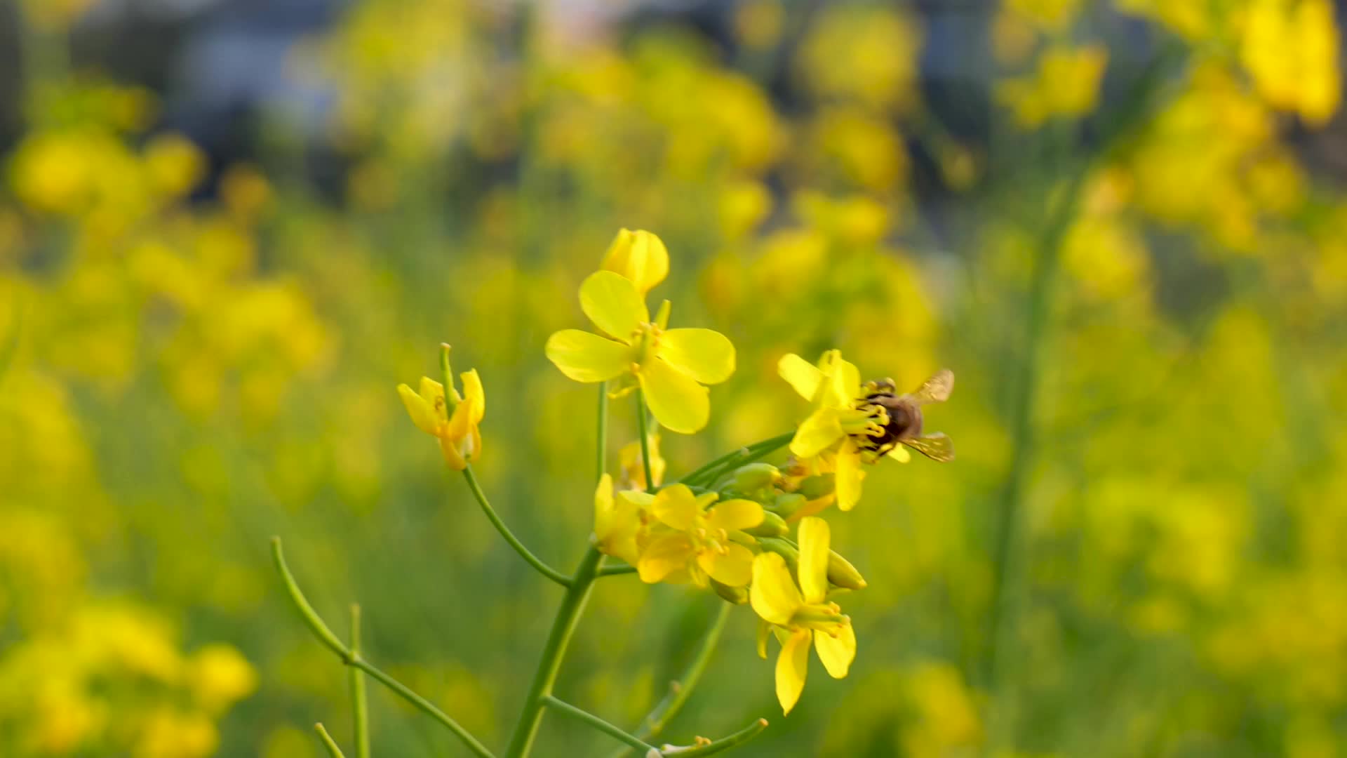 菜花蜜蜂蜜蜂蜜蜂菜花昆虫野油蜂蜜蜂视频的预览图
