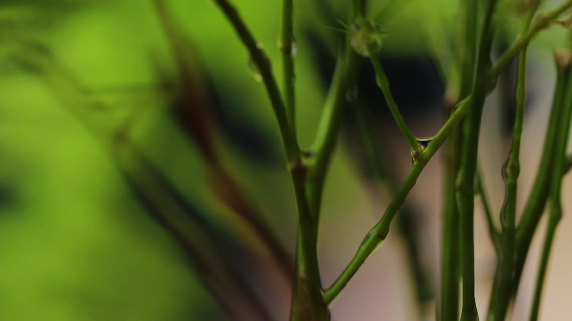 植物根茎视频的预览图