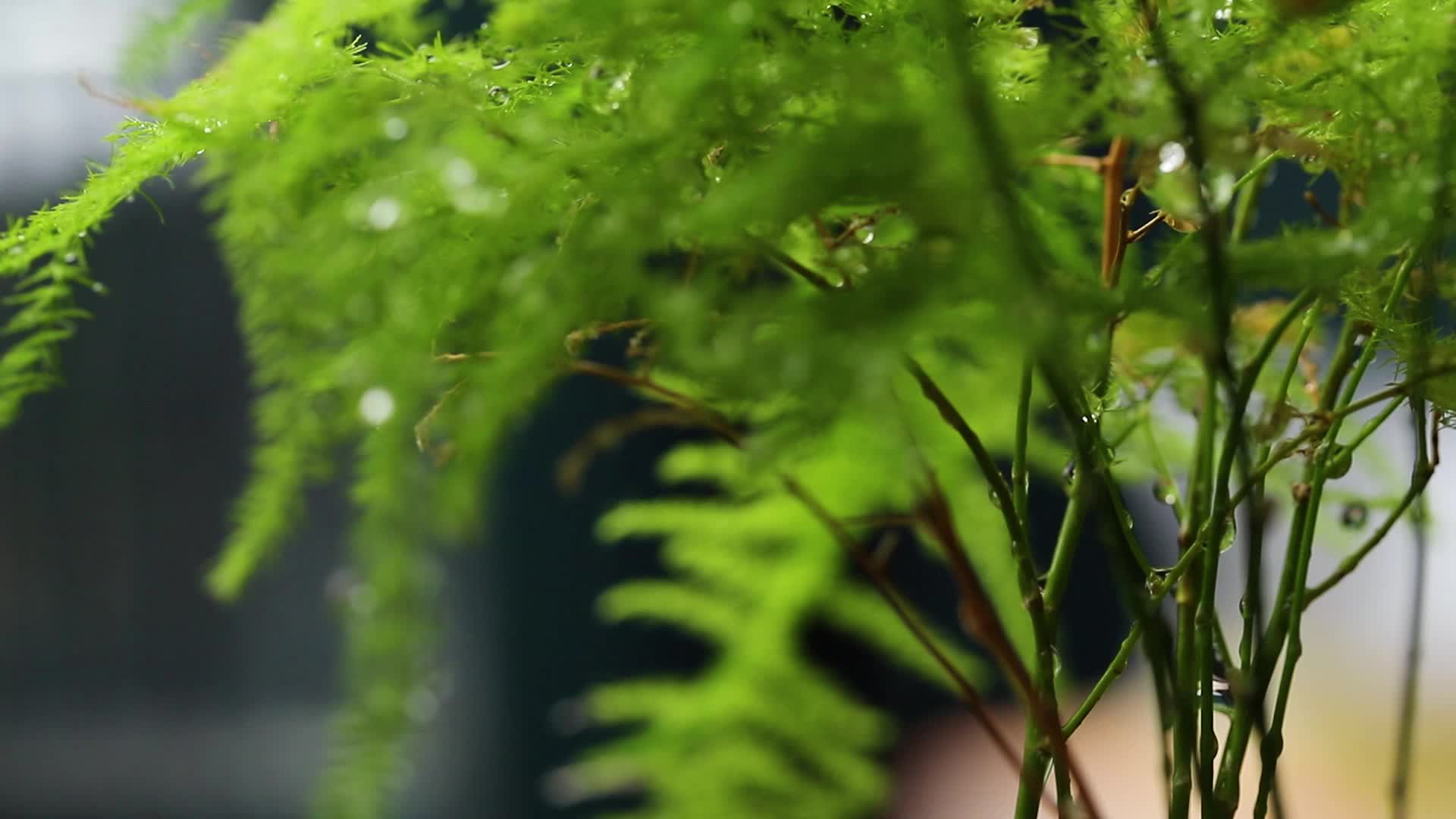 春雨下的植物视频的预览图