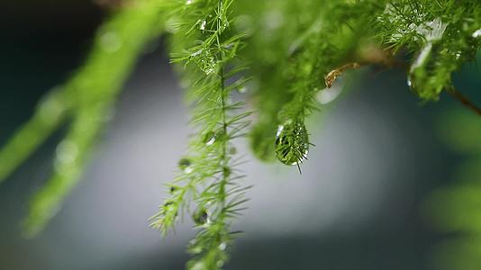 雨滴横移植物视频的预览图
