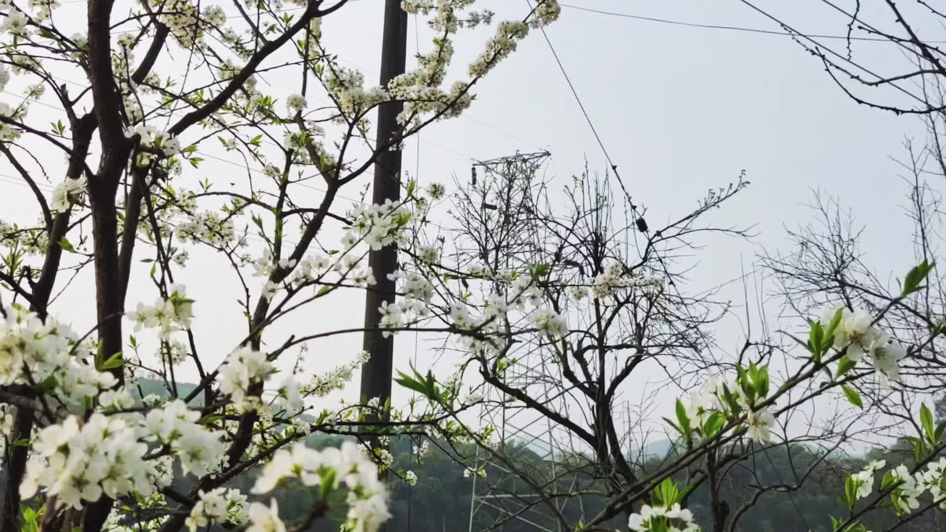 春天油菜花视频的预览图