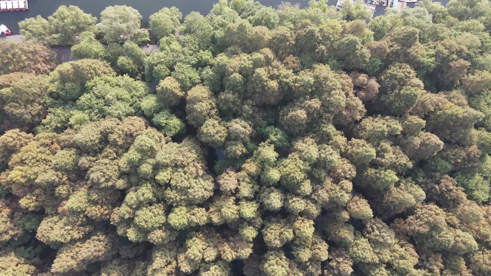 杭州西湖边红木杉航拍视频的预览图