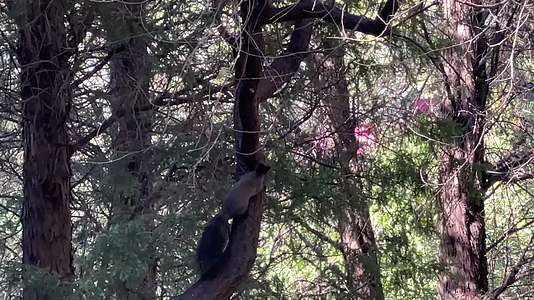 公园里的魔王松鼠松树宠物野生动物视频的预览图