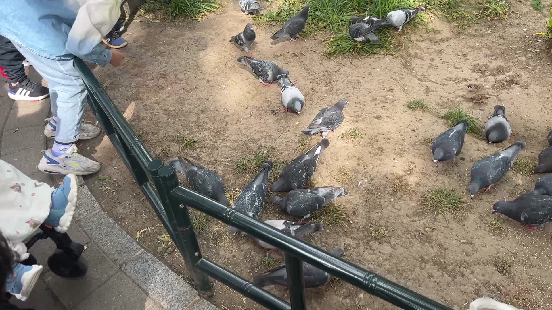 公园里喂鸽子养鸽子和平鸽鸟类赛鸽视频的预览图