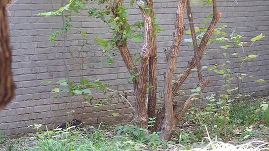 公园里的魔王松鼠松树宠物野生动物视频的预览图