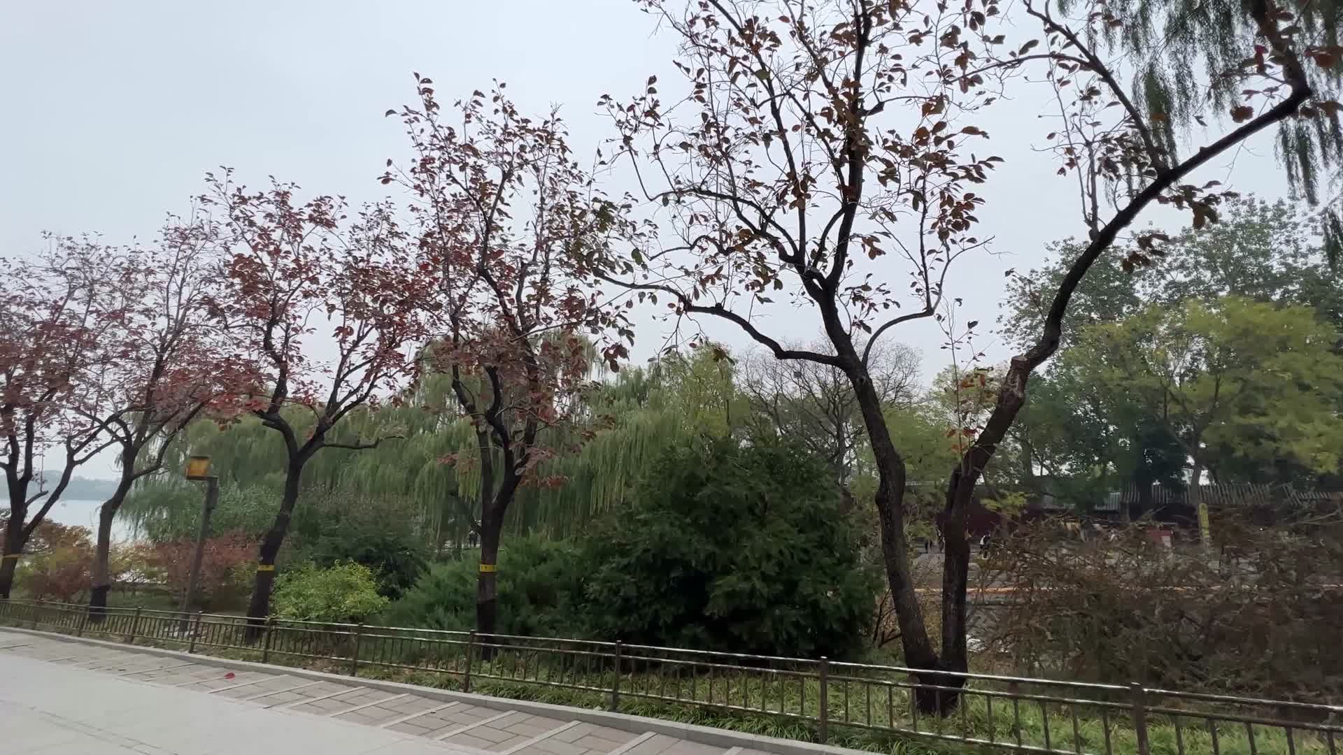 逛公园路边的塔松马尾松松子松花粉松树视频的预览图