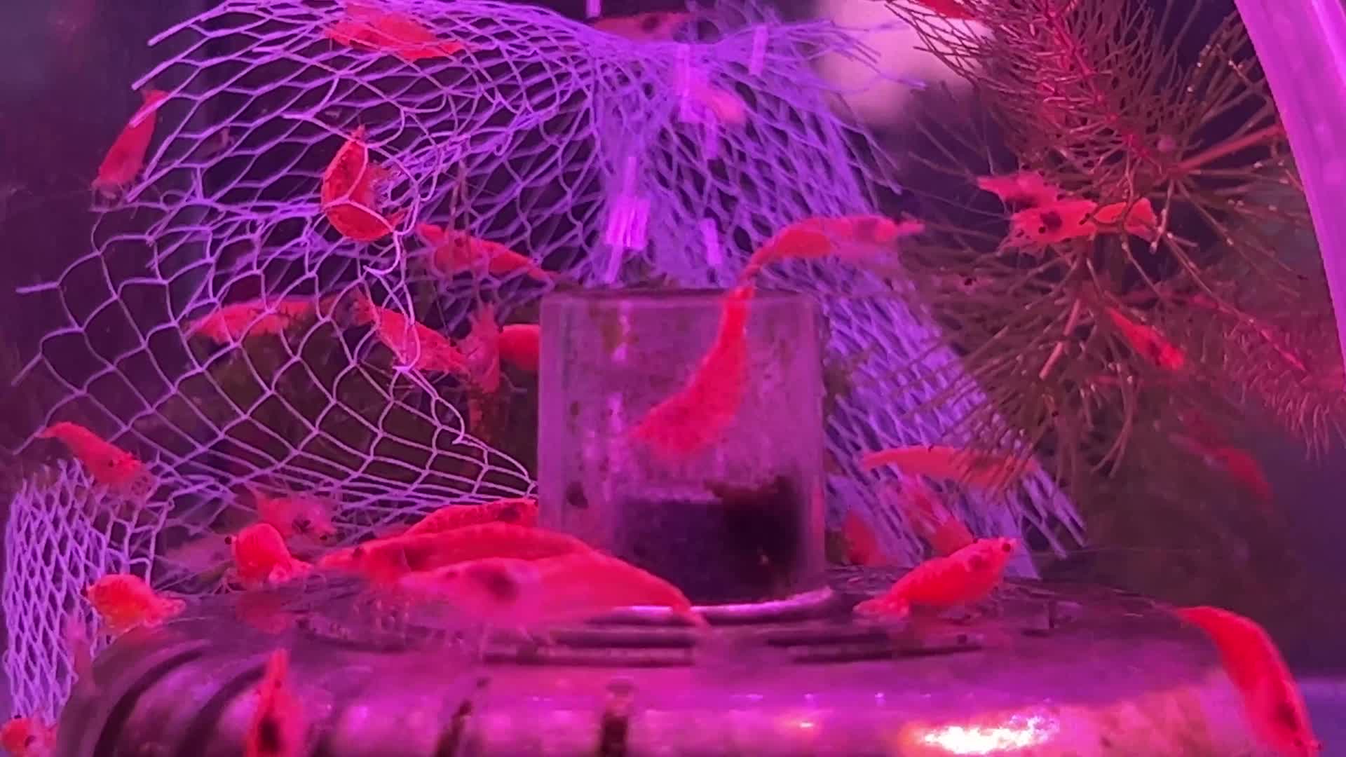 观赏虾蟹螃蟹小龙虾水晶虾樱花虾视频的预览图