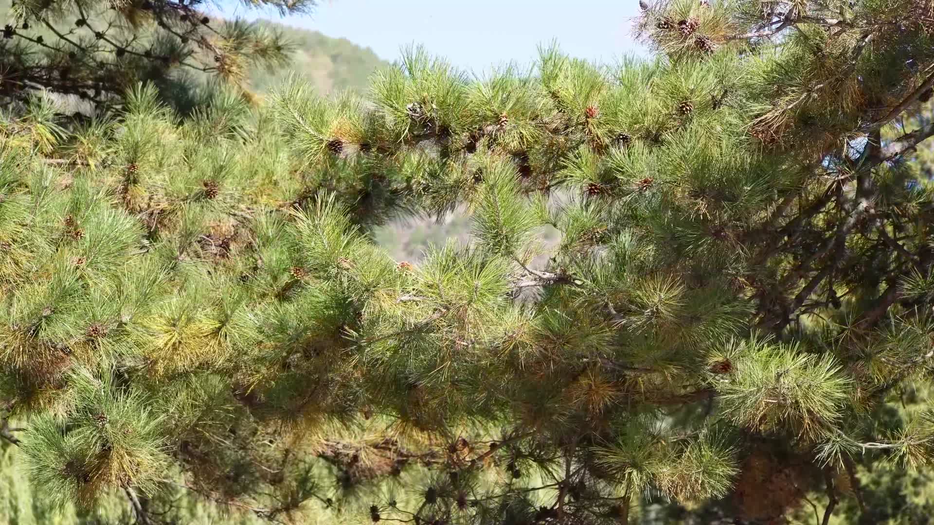 古松松树松果松塔松树松针视频的预览图