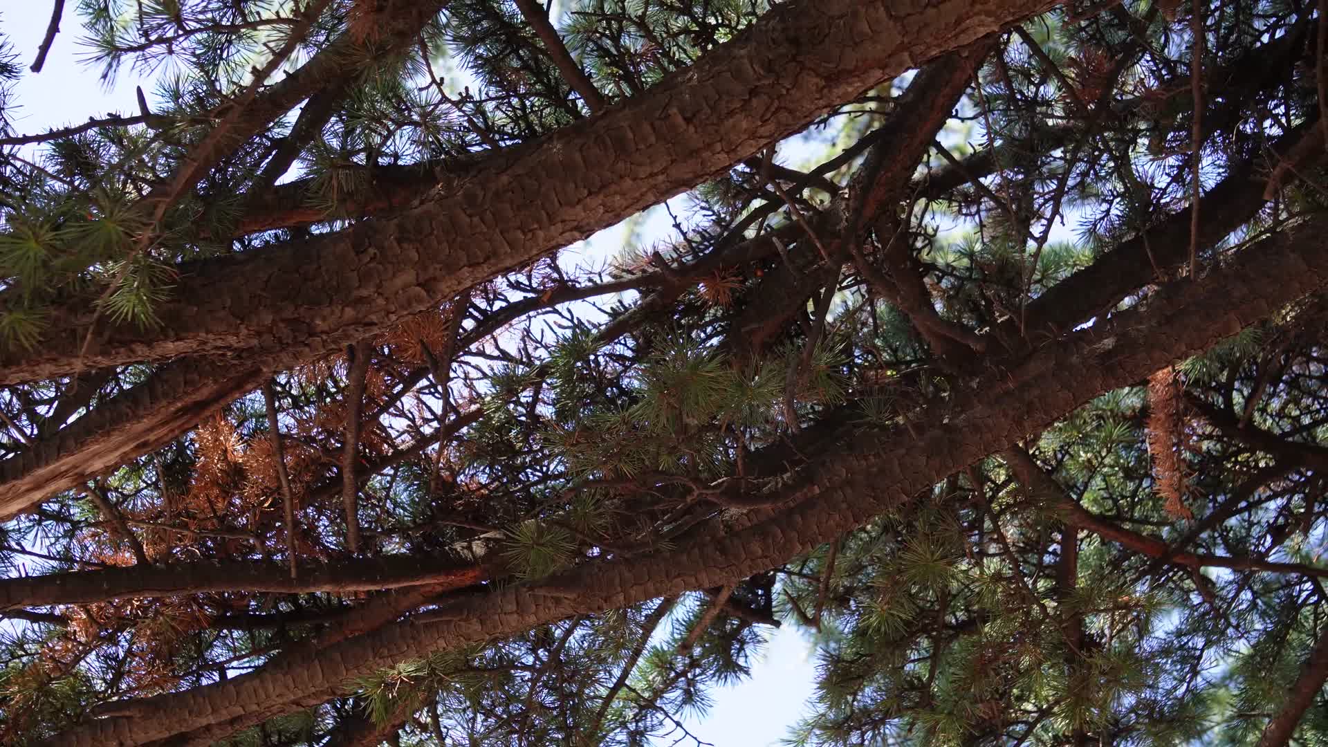 古树古柏松柏松树树干视频的预览图