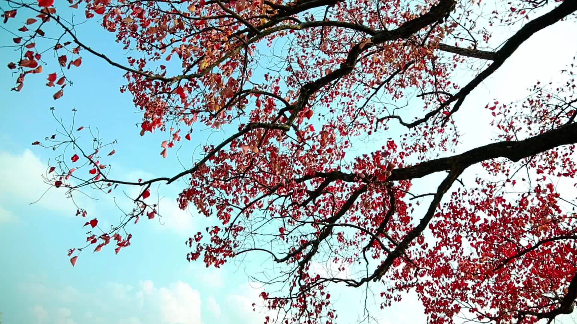 挂满红叶的古树视频的预览图