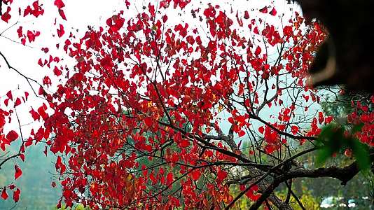 挂满红叶的古树视频的预览图