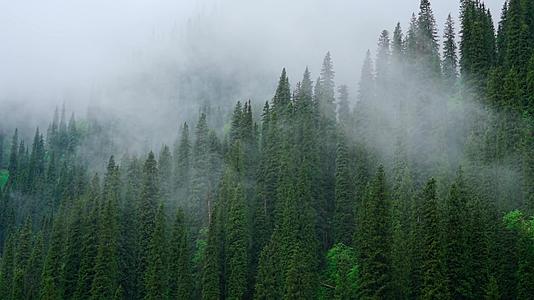 云海中的原始森林视频的预览图
