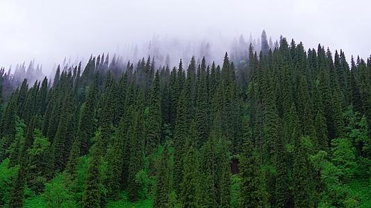 云海中的原始森林视频的预览图