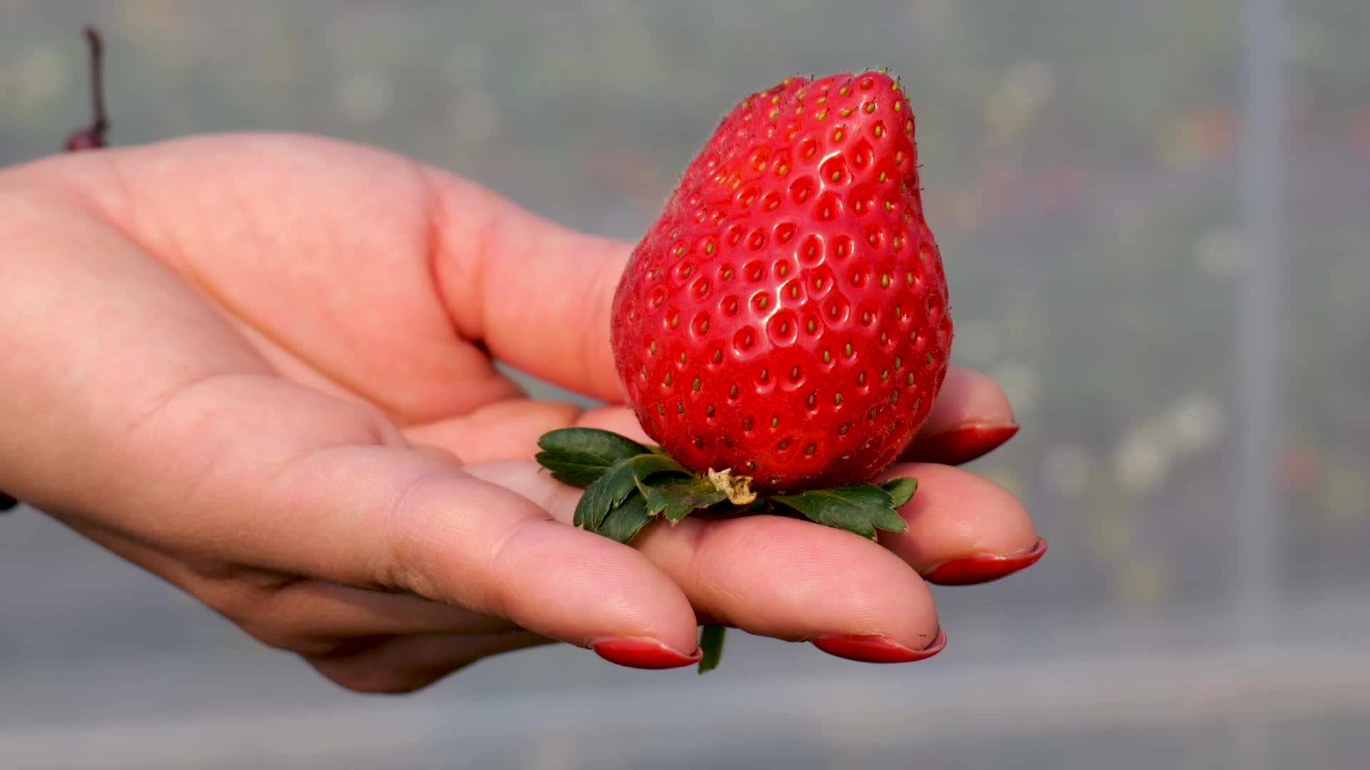 草莓种植园里摘草莓视频的预览图