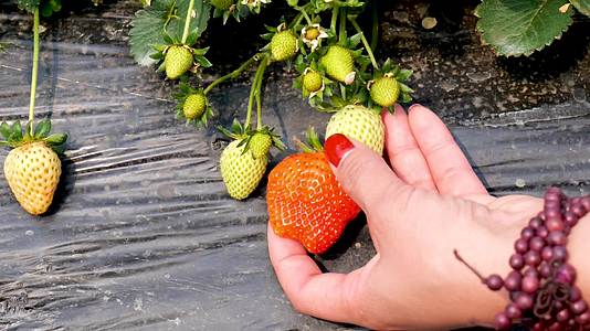 草莓种植园里摘草莓视频的预览图