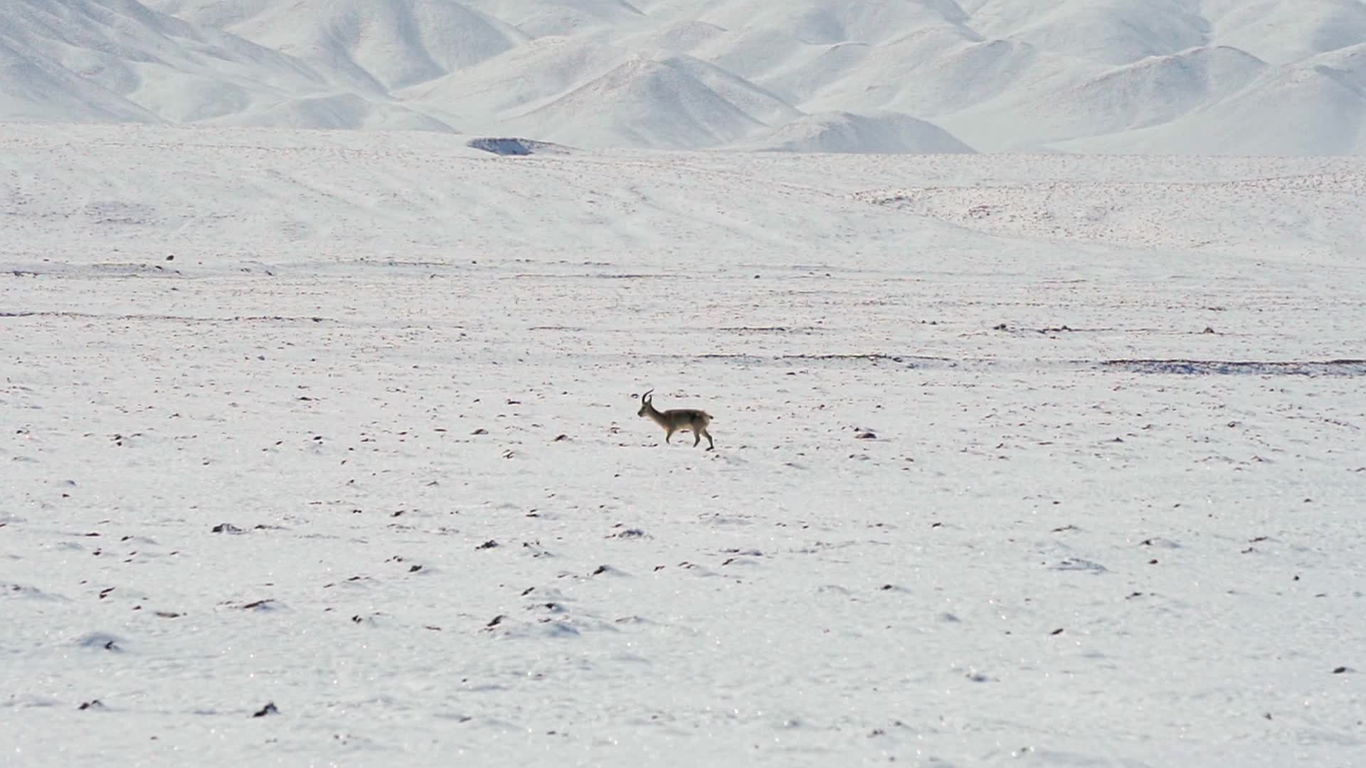 孤独的藏羚羊视频的预览图