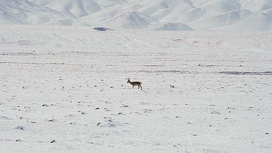 孤独的藏羚羊视频的预览图