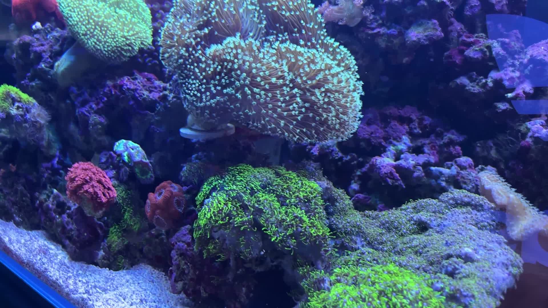 海葵珊瑚海藻海缸水族深海生物视频的预览图