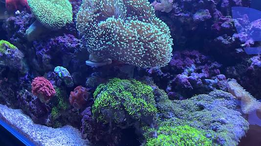 海葵珊瑚海藻海缸水族深海生物视频的预览图