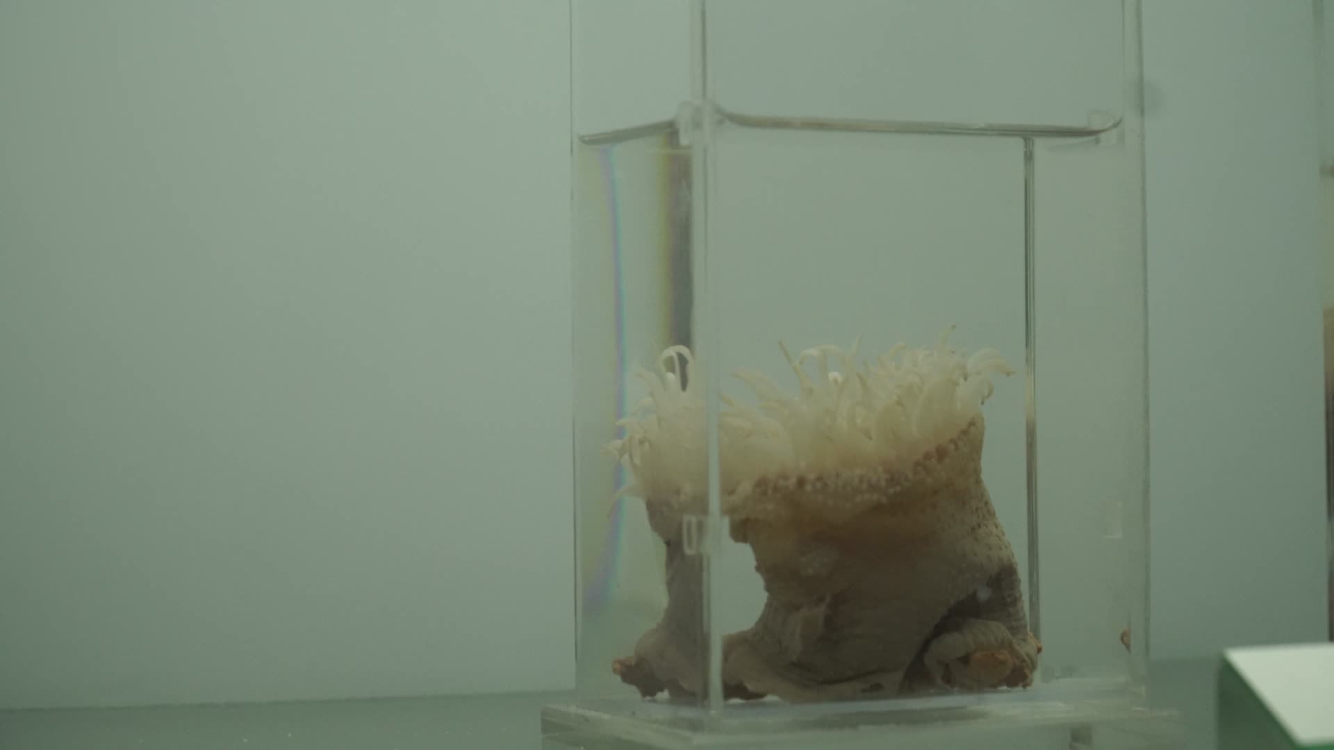 海葵深海海产标本视频的预览图