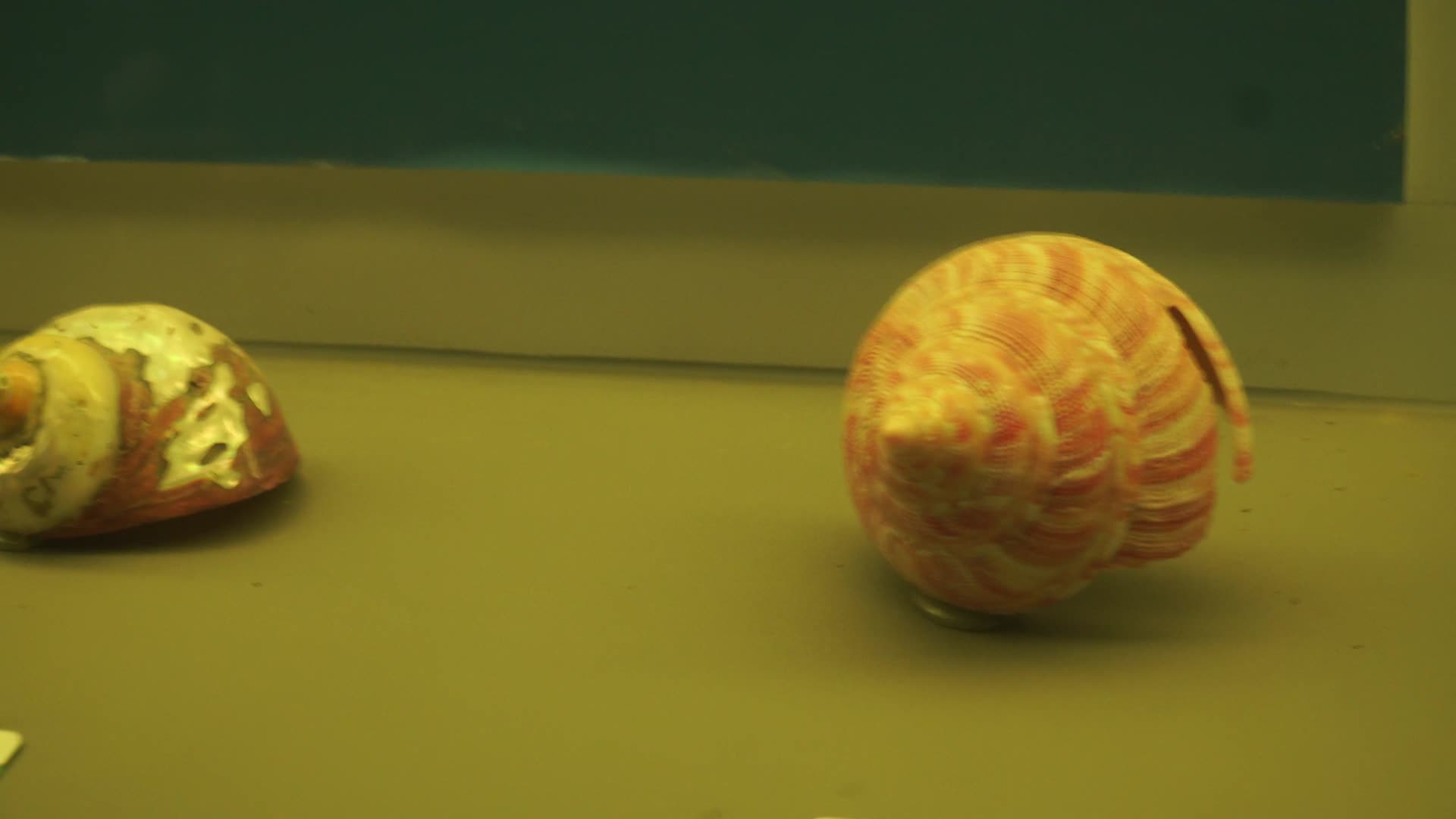 海洋生物贝壳海螺贝类标本视频的预览图