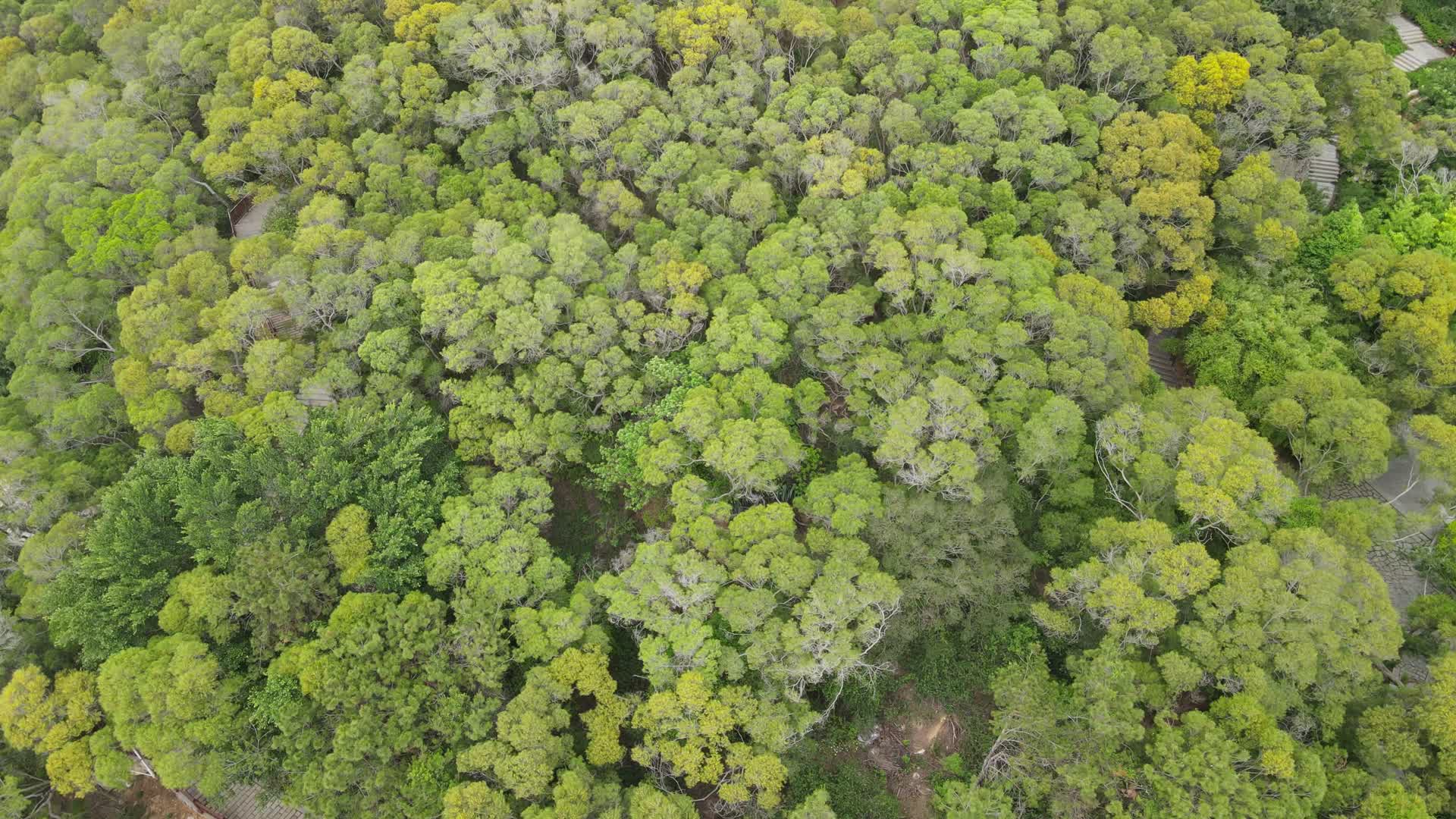 航拍绿色植物森林视频的预览图