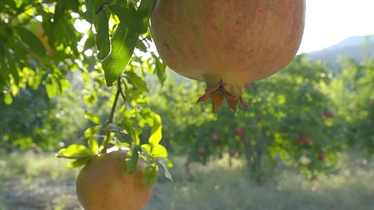 石榴收获石榴树水果丰收种植视频视频的预览图