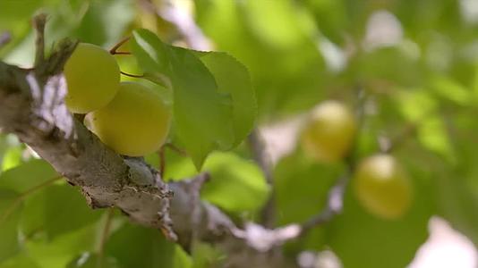 黄杏丰收果园种植地视频视频的预览图